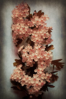 Vintage Blossom In Creamy Pink by CHRISTINE LAKE