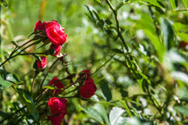 Rote Rosen von Thomas Schwarz