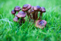 Pilze im Gras von Thomas Schwarz