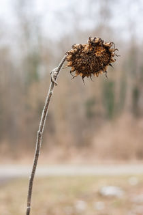 verwelkte Sonnenblume by Thomas Schwarz