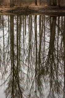 Baumspiegelung by Thomas Schwarz