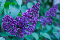 Violette Pflanze von Thomas Schwarz