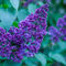 2010-04-23-violette-blueten-img-9160-layer