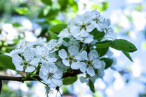 weiße Birnenblüten von Thomas Schwarz