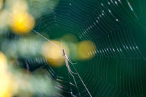 Spinne im Netz by Thomas Schwarz