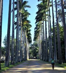 die Königspalmen-Allee im  Jardim Botânico do Rio de Janeiro by assy