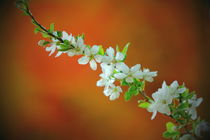 Blütenzauber im Frühjahr  von Uwe Fuchs