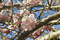 Japanische Blütenkirsche Accolade / Spring cherry Accolade  by Werner Meidinger