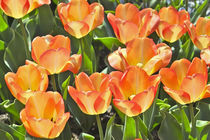 Tulpe / Tulip American Dream - Frühlingsblumen / Flowers in spring von Werner Meidinger