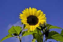 Sonnenblume vor blauem Himmel / Sunflower in front of blue sky von Werner Meidinger