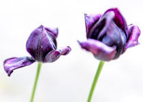Tulpen 1 von Wilhelm Dreyer
