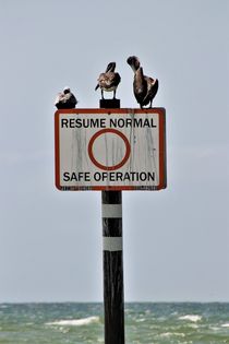 Schild im Meer, mit Pelikanen by assy