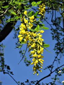 Goldregen Blüten von assy