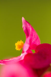 Rosa Begonie (Begoniaceae) by Thomas Schwarz