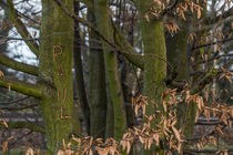Baum mit Inschrift "Paul" by Thomas Schwarz