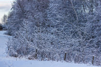 Schneebedeckte Bäume von Thomas Schwarz