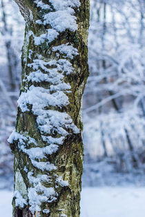 Schnee am Baumstamm von Thomas Schwarz