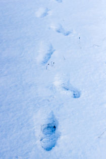 Fußspuren im Schnee von Thomas Schwarz
