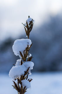 Pflanze mit Schnee bedeckt von Thomas Schwarz