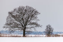 Zwei Bäume im Winter von Thomas Schwarz