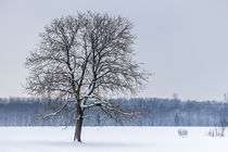 Ein Baum im Winter von Thomas Schwarz