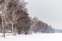 Birken im Winter von Thomas Schwarz