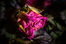vertrocknete Rose by Thomas Schwarz