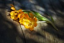 Gelber Blütentraum   -   Blossoms dreams von Claudia Evans