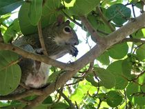 Florida Eichhörnchen auf einem Seetrauben-Busch von assy