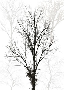 Trees abstract by Dennson Creative