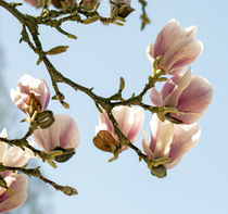 Magnolienblüten von Andrea Potratz