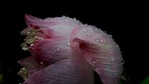 Lotusblume von Cornelia Guder