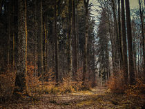 Der Wald im Vorfrühling by Christine Horn
