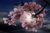 Blossom In Moonlight by CHRISTINE LAKE