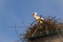 Weißstorch auf dem Nest beim Affenberg Salem von Christine Horn