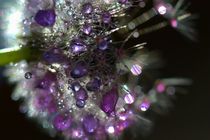 Fleur de cristal von sylvie  léandre
