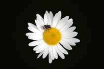 Ein Käfer auf dem Gänseblümchen  by Bastian  Kienitz