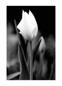 Blüte in Schwarzweiß von Carmen Varo