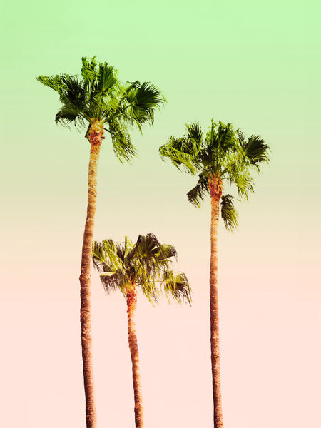 Pastel-palm-trees