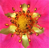 das Innere einer Zier-Erdbeer Blüte von assy