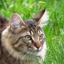 Katze im Grass von Eva Urban