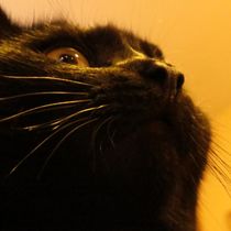 Schwarze Katze von Eva Urban