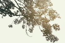 Im Blätterdach  von Bastian  Kienitz