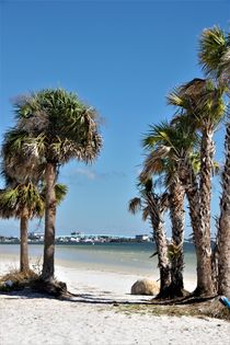 Fächerpalmen am Strand bei Fort Myers, Florida by assy