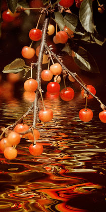 Sour cherries - fruit brandy by Chris Berger