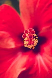 Wonderful Red Flower by jan bittger
