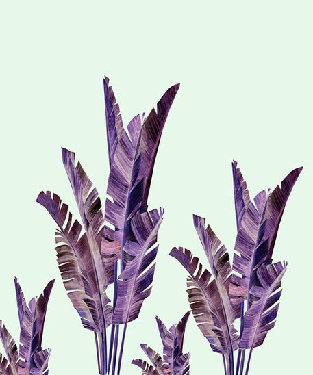 Banana-laves-violet1