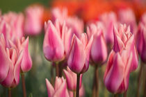 Early Tulips by Sebastian Frey