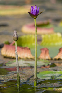Water Lily by Sebastian Frey
