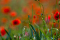 Summertime Poppies by Sebastian Frey